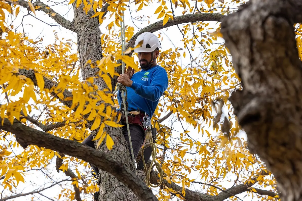 Skilled Tree Planing crew working in Stites